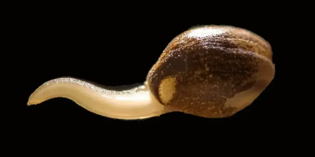 A close-up of a cannabis seed with a taproot emerging, showing the early stages of the plant’s germination process.