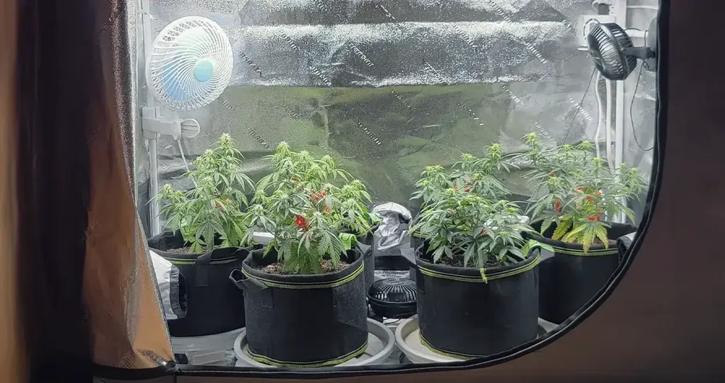 Clip-on fans providing targeted air circulation in a grow tent, optimizing airflow and supporting healthy cannabis growth. Clip-on fans attached to the structure of a grow tent, directing airflow around cannabis plants to improve ventilation and maintain a stable growing environment.