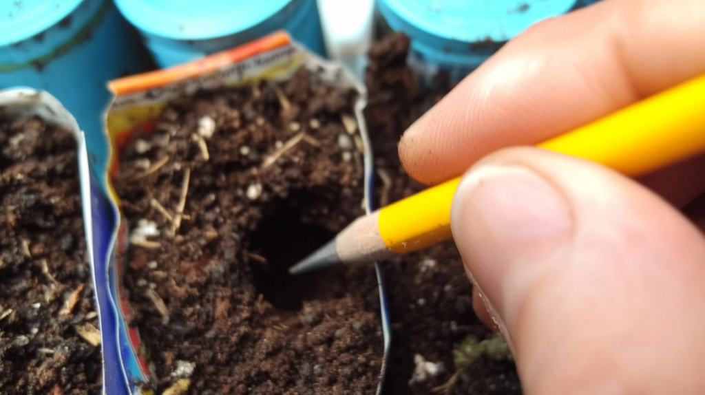 A hand using a pencil to make a small hole in the soil, preparing to plant a cannabis seedling into its new home.