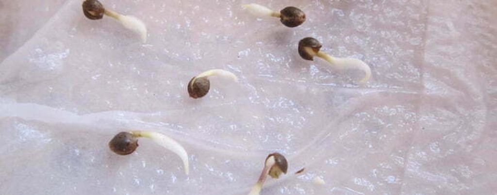 A close-up of cannabis seeds on a damp paper towel, providing the ideal moisture environment to encourage the germination process.