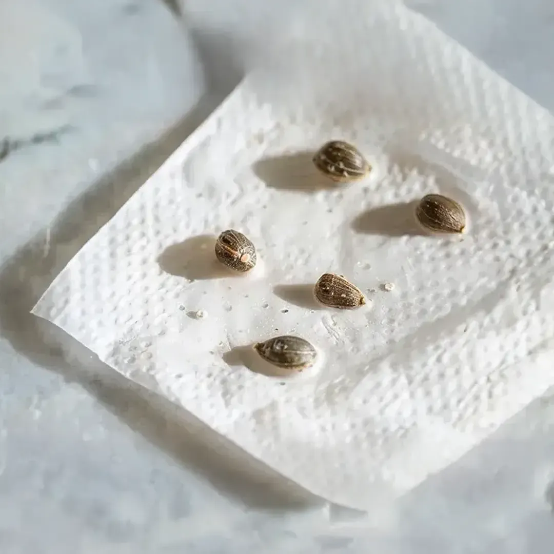 Cannabis seedlings resting on a damp paper towel, providing a gentle start to their growth. Cannabis seedlings growing on a moist paper towel, creating the ideal humid environment for their initial sprouting.