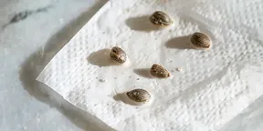 Cannabis seedlings growing on a moist paper towel, creating the ideal humid environment for their initial sprouting.