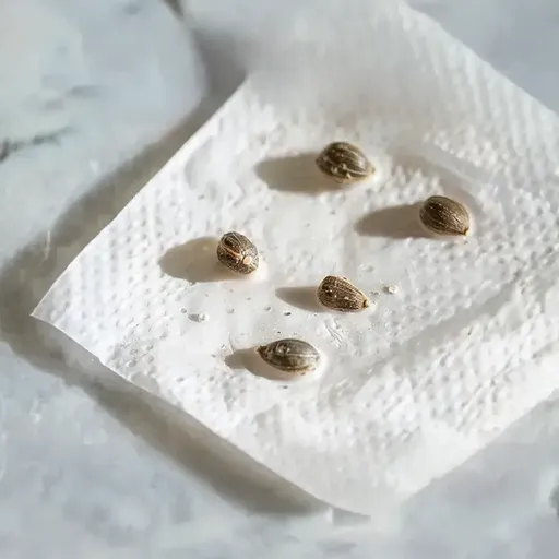 Cannabis seedlings growing on a moist paper towel, creating the ideal humid environment for their initial sprouting.