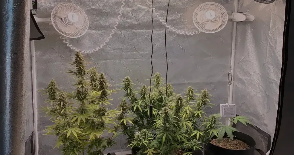 Fans circulating air inside a grow tent, promoting healthy airflow and preventing heat buildup for cannabis plants. Several fans positioned in a cannabis grow tent to ensure proper airflow and ventilation, preventing excessive humidity and temperature fluctuations.