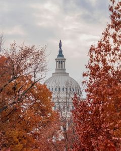 Capital building dome surrounded by autumn leaves