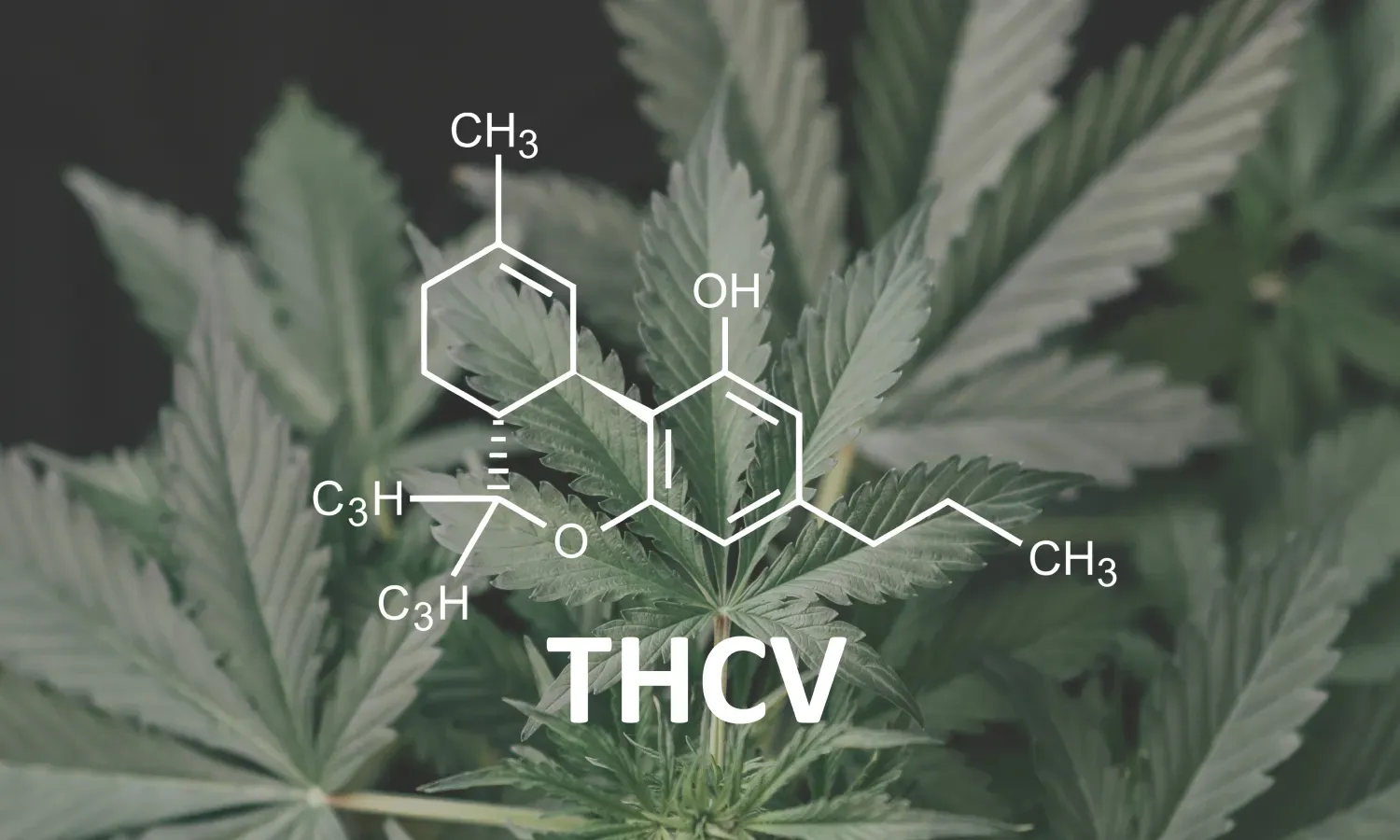 What Is THCv?