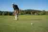 Golfer putting on the green with wooded hills behind