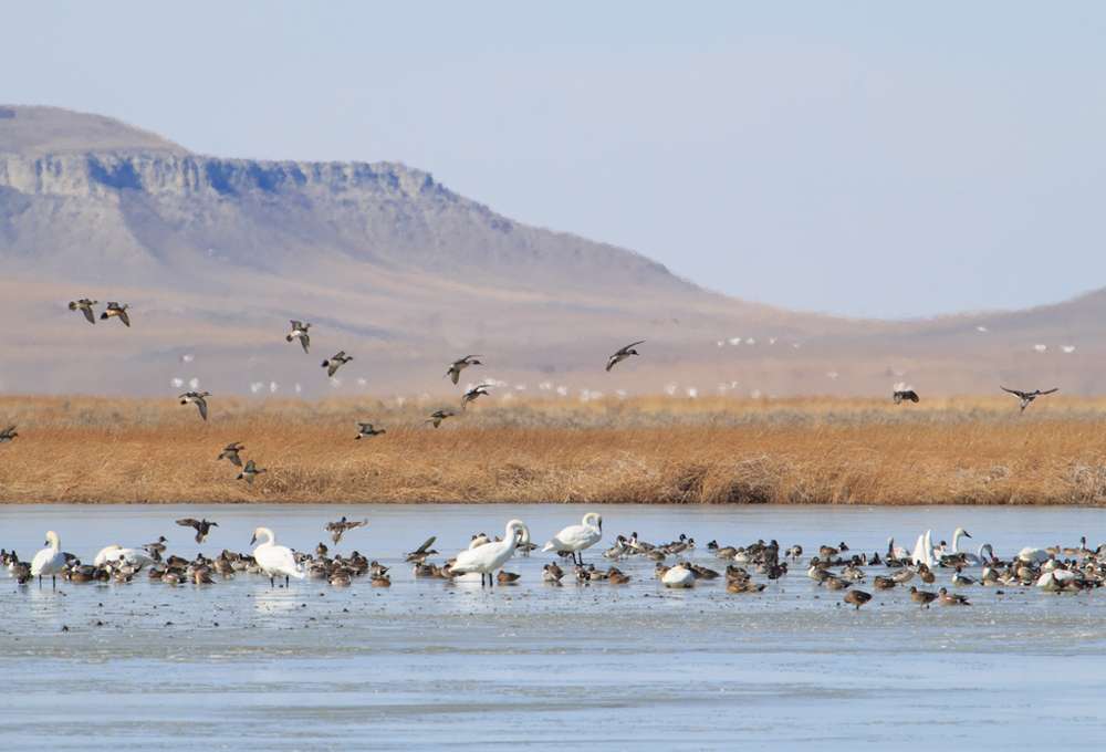 Late Winter Magic at Freezout Lake