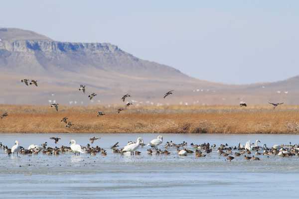 Late Winter Magic at Freezout Lake