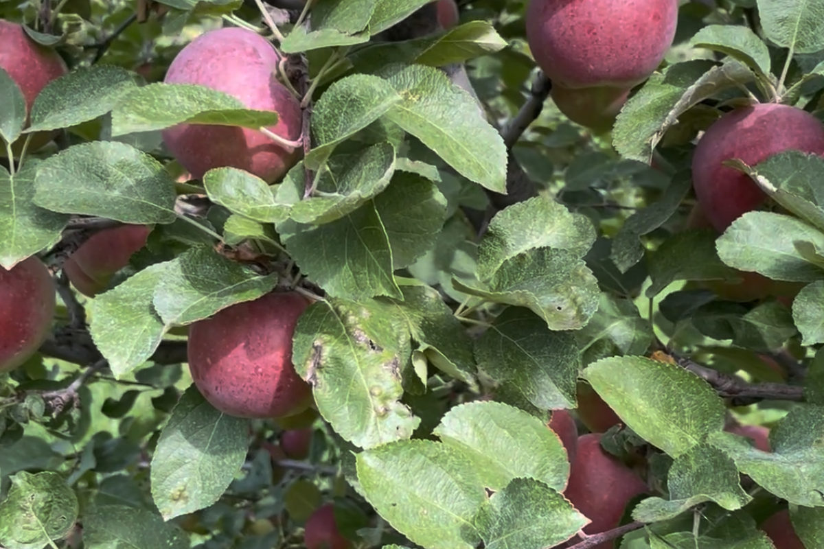 Red apples growing on a tree branch with green leaves in a backyard orchard setting