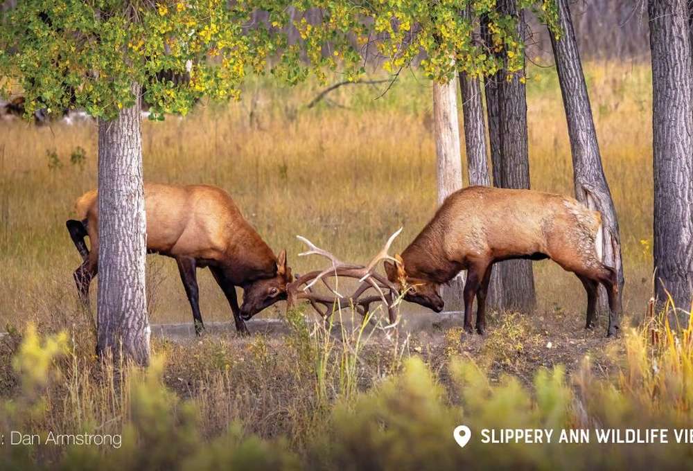 King Salmon and Bugling Elk: Fall in Montana’s Missouri River Country