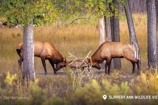 King Salmon and Bugling Elk: Fall in Montana’s Missouri River Country