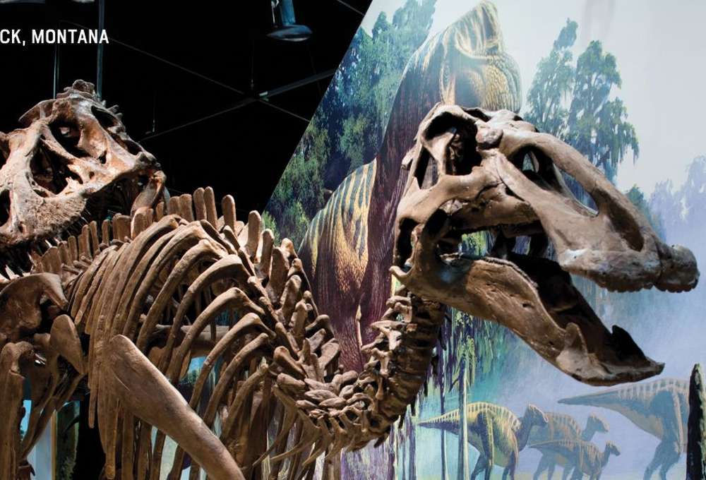 Discover Dinosaur Bones in Montana
