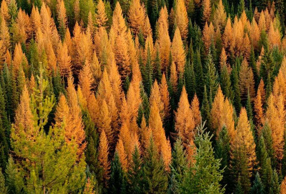 Experience Montana’s Fall Colors by Train with Amtrak’s Empire Builder Route