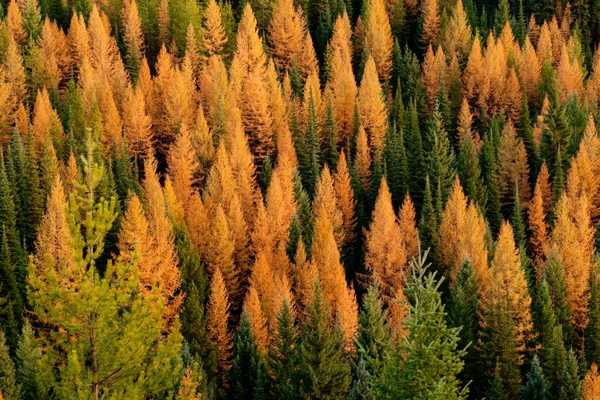 Experience Montana’s Fall Colors by Train with Amtrak’s Empire Builder Route