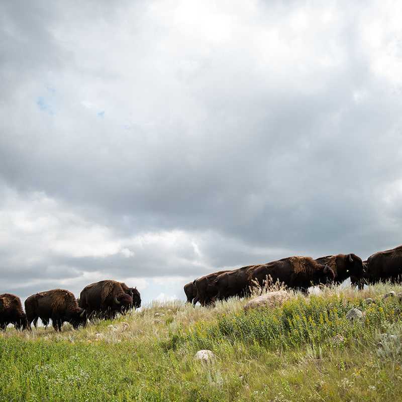 Herd of bison grazing on a grassy hillside under cloudy skies in Montana