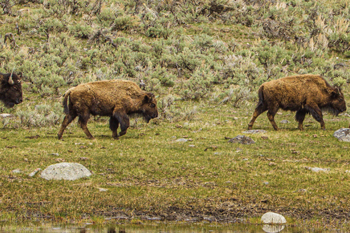 Two bison grazing near a Montana pond in a grassy field