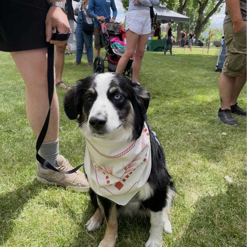 Dog with a bandana sitting on a grassy lawn while people gather outdoors at a Montana event