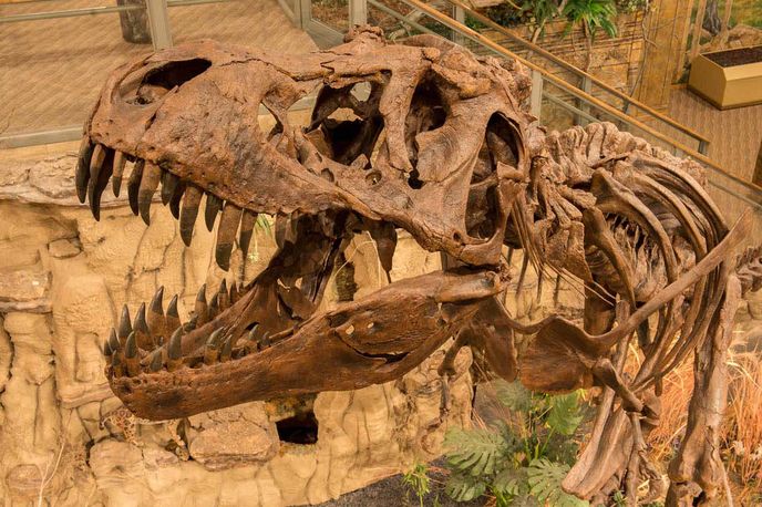 Fossil dinosaur skull and skeleton display in a museum exhibit in Montana