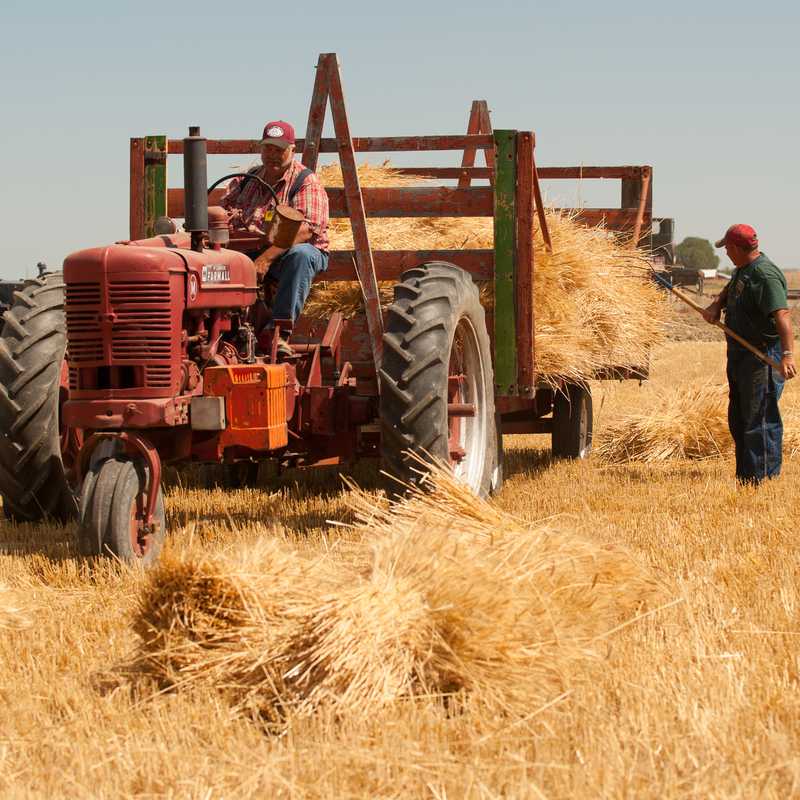 Farmers using a tractor with a hay baler in a dry field, stacking bales during harvest in Montana
