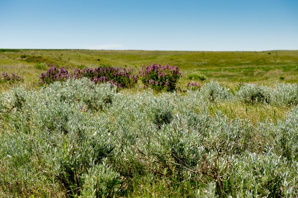 Hogeland, Montana