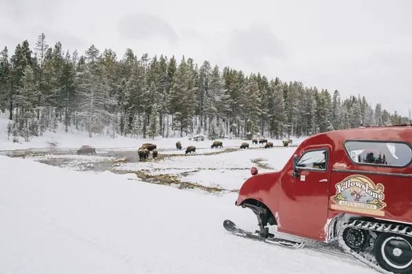 Yellowstone National Park - a snowcoach tour in the winter.