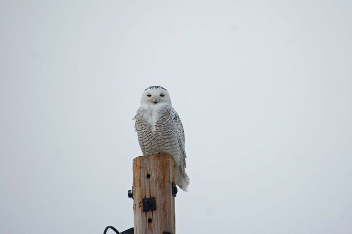 Snowy owl perched on a wooden post in snowy weather