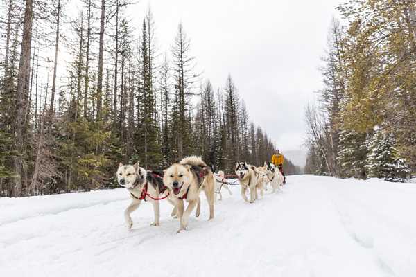 Dog Sledding