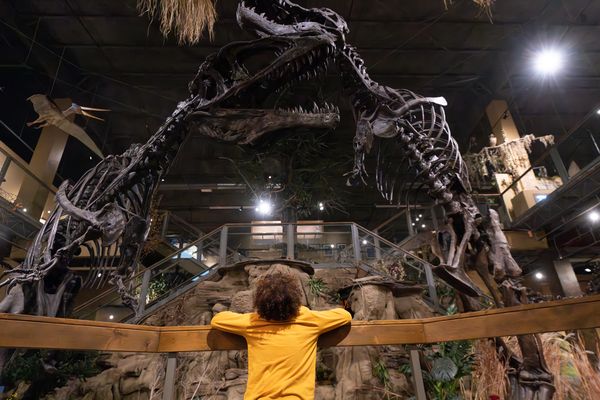 Visitor viewing a towering Tyrannosaurus skeleton displayed in a museum exhibit hall