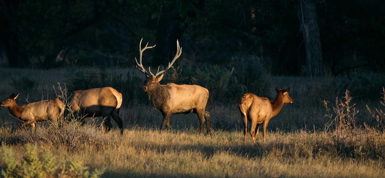 Group of elk standing in a grassy field at dusk in Montana