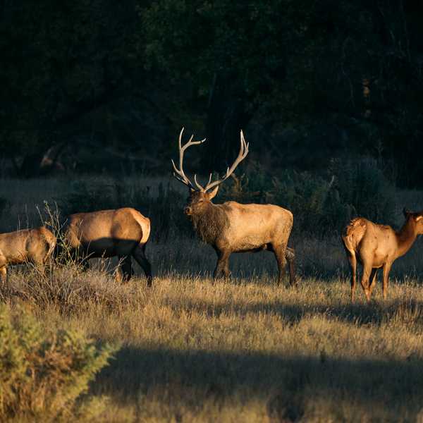 Group of elk standing in a grassy field at dusk in Montana