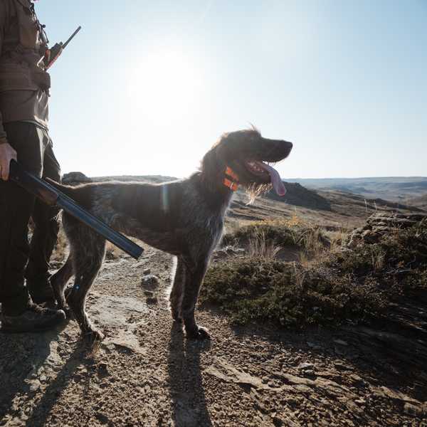 People hiking on a trail in Montana with a dog carrying a pack