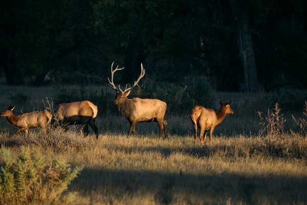 King Salmon and Bugling Elk: Fall in Montana’s Missouri River Country