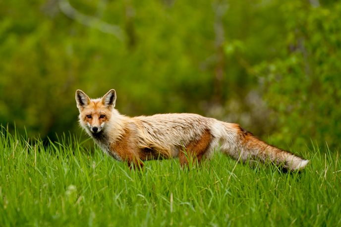 Wildest Locales Trip