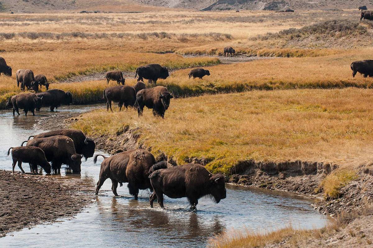 Yellowstone Country Trips