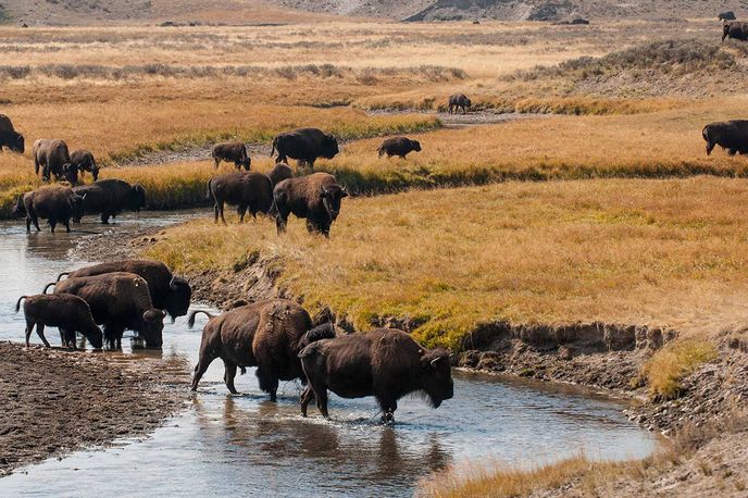 Bison drinking along a creek in Montana’s grasslands with dry hills in the background