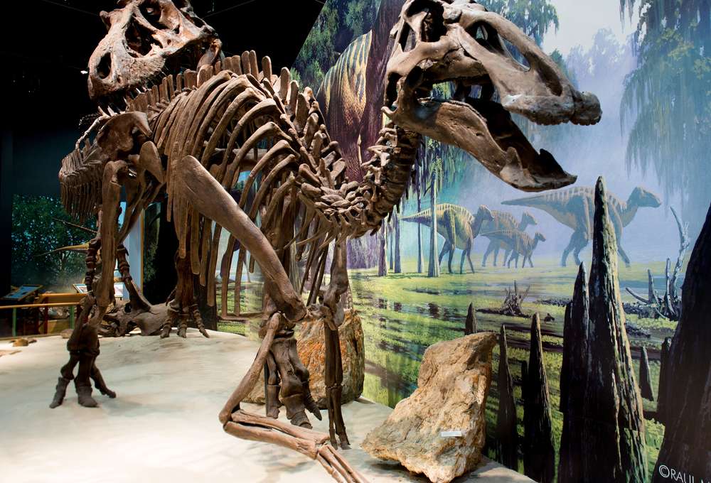 Discover Dinosaur Bones in Montana