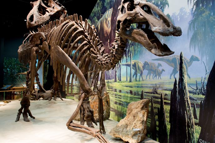 Roam In The Footsteps of Dinos