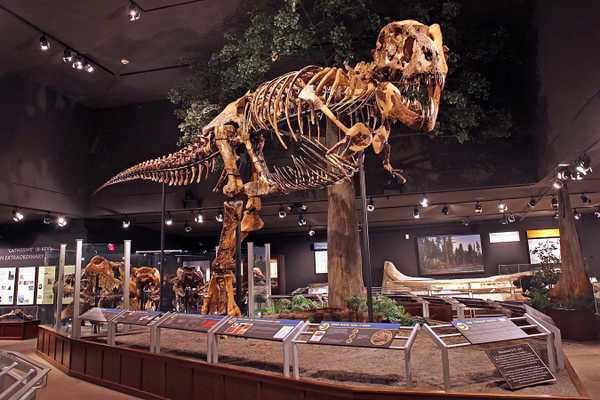 20 Years and Counting: Explore Montana’s World-Class Dinosaur Discoveries