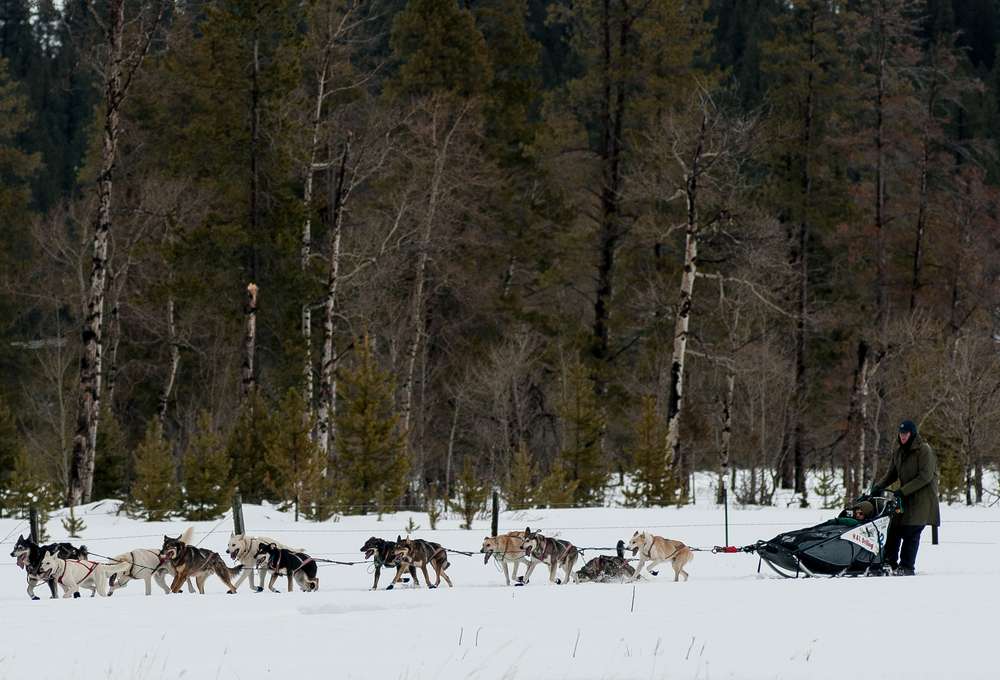 Mushing in Montana