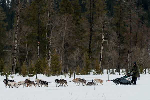 Mushing in Montana