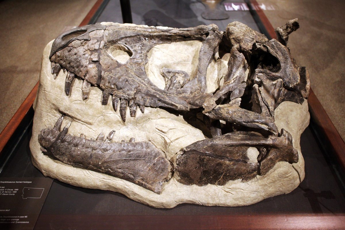 Fossilized skull and jaw of a large prehistoric animal displayed in a museum exhibit in Montana
