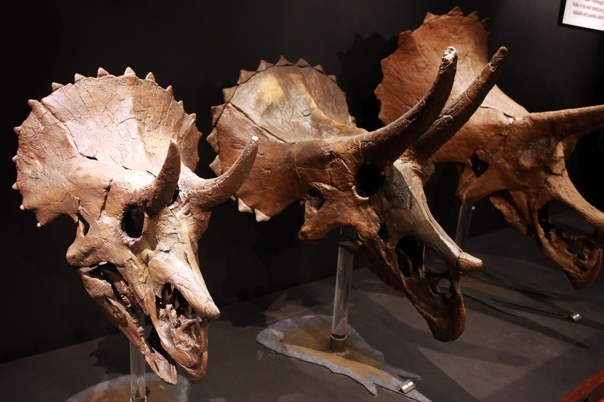 Display of large dinosaur skulls and horns in a museum exhibit, shown on mounts against a dark background
