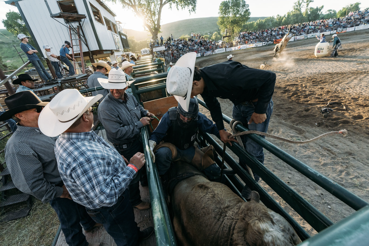 People ride a cattle truck and help guide livestock into a loading pen during a Montana outdoor event