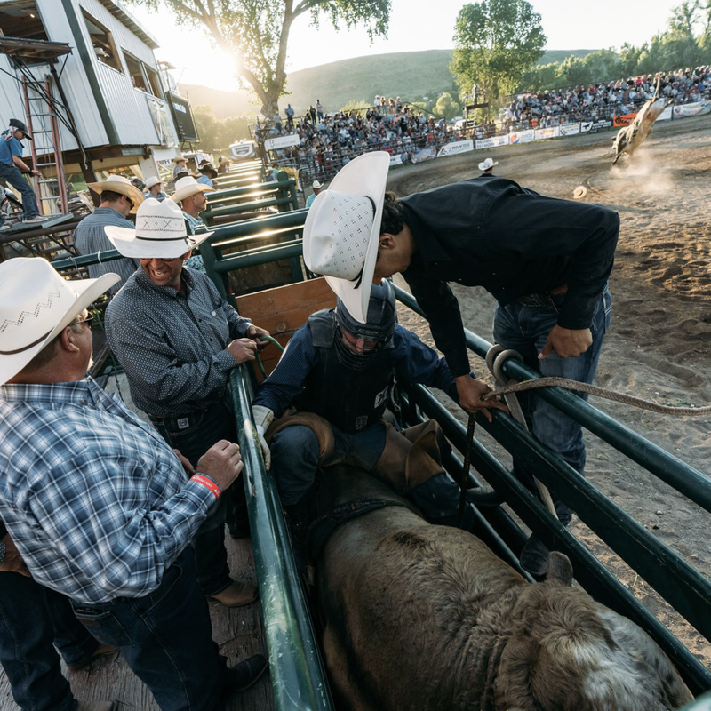Rodeo steer being guided from a chute as wranglers and a crowd watch at a Montana event