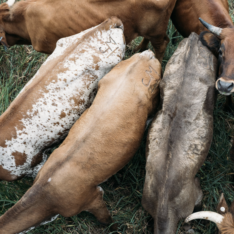 Cattle in a fenced area eating from troughs, with winter coats and longhorn-style horns visible on the animals and their bedding on grass