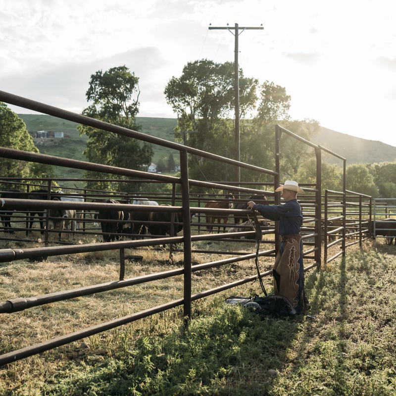 Man walking between cattle pens at a Montana farm ranch during late afternoon sunlight