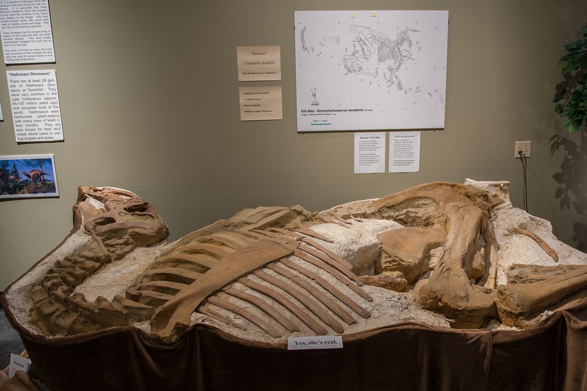 Preserved dinosaur skeleton displayed in a museum exhibit hall with informational placards on the wall