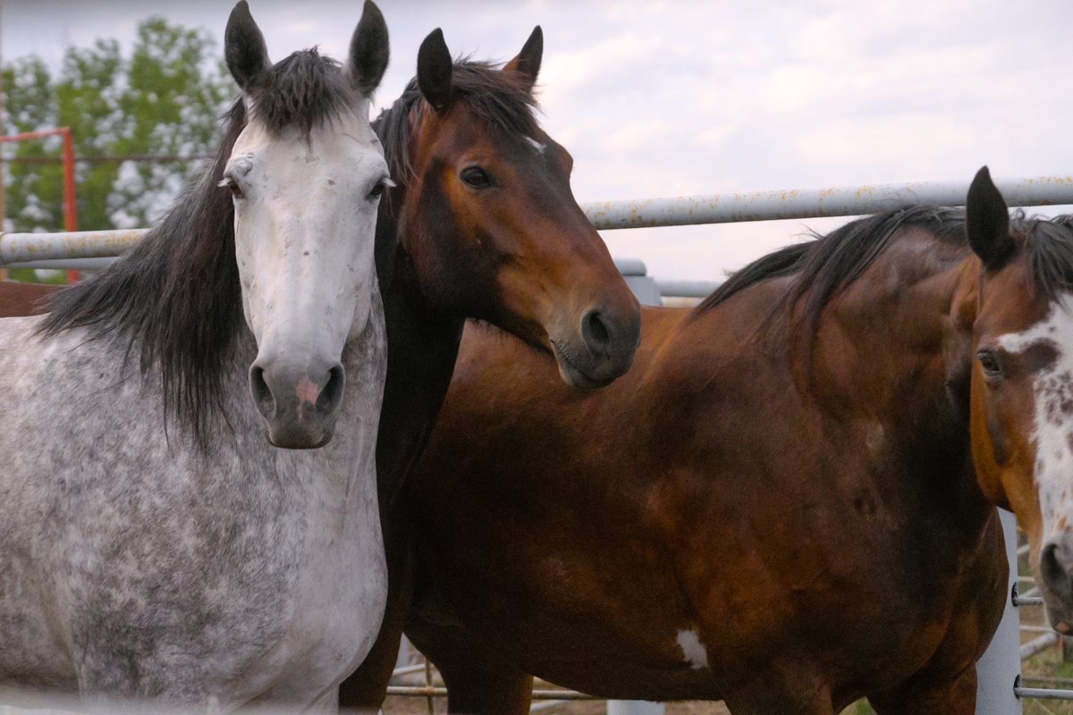Three horses standing close together in an outdoor corral in Montana