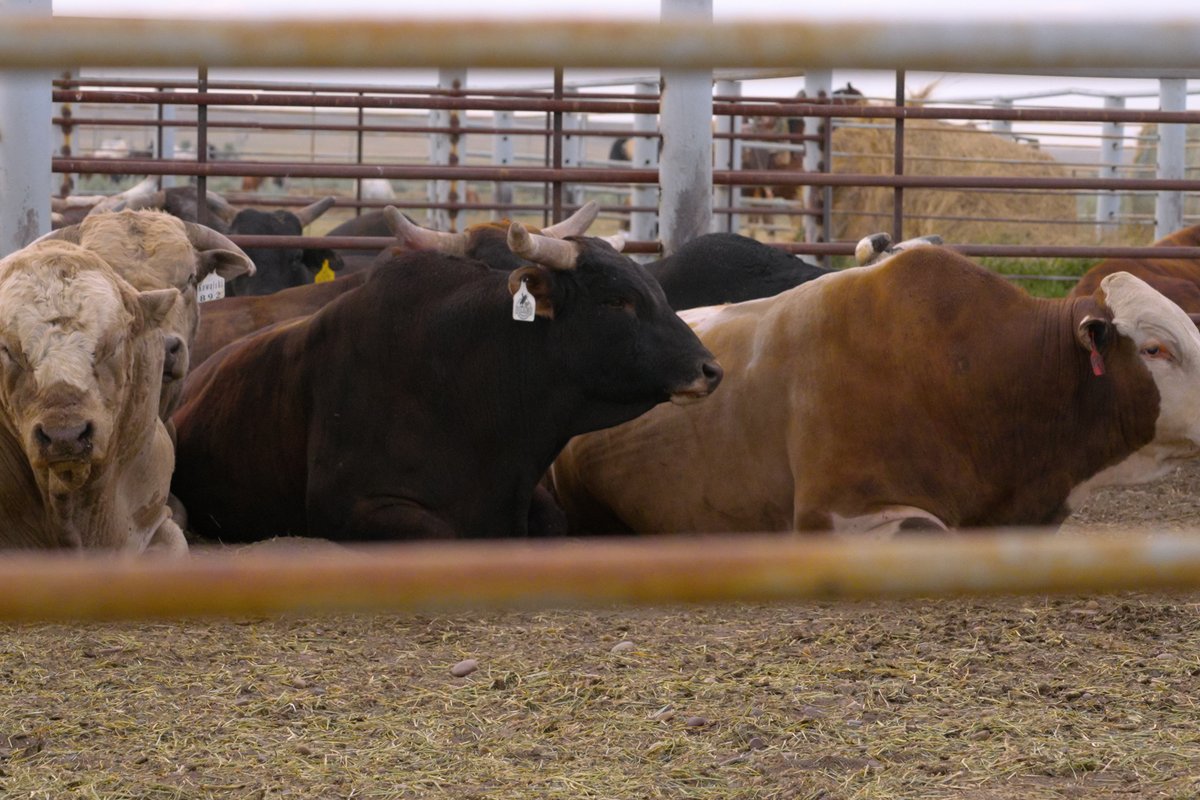Cattle resting and standing in a fenced feedlot pen in Montana